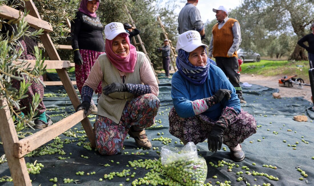 Türkiye’nin sofralık zeytin başkenti Akhisar’da hasat sezonu başladı. Akhisar Ticaret