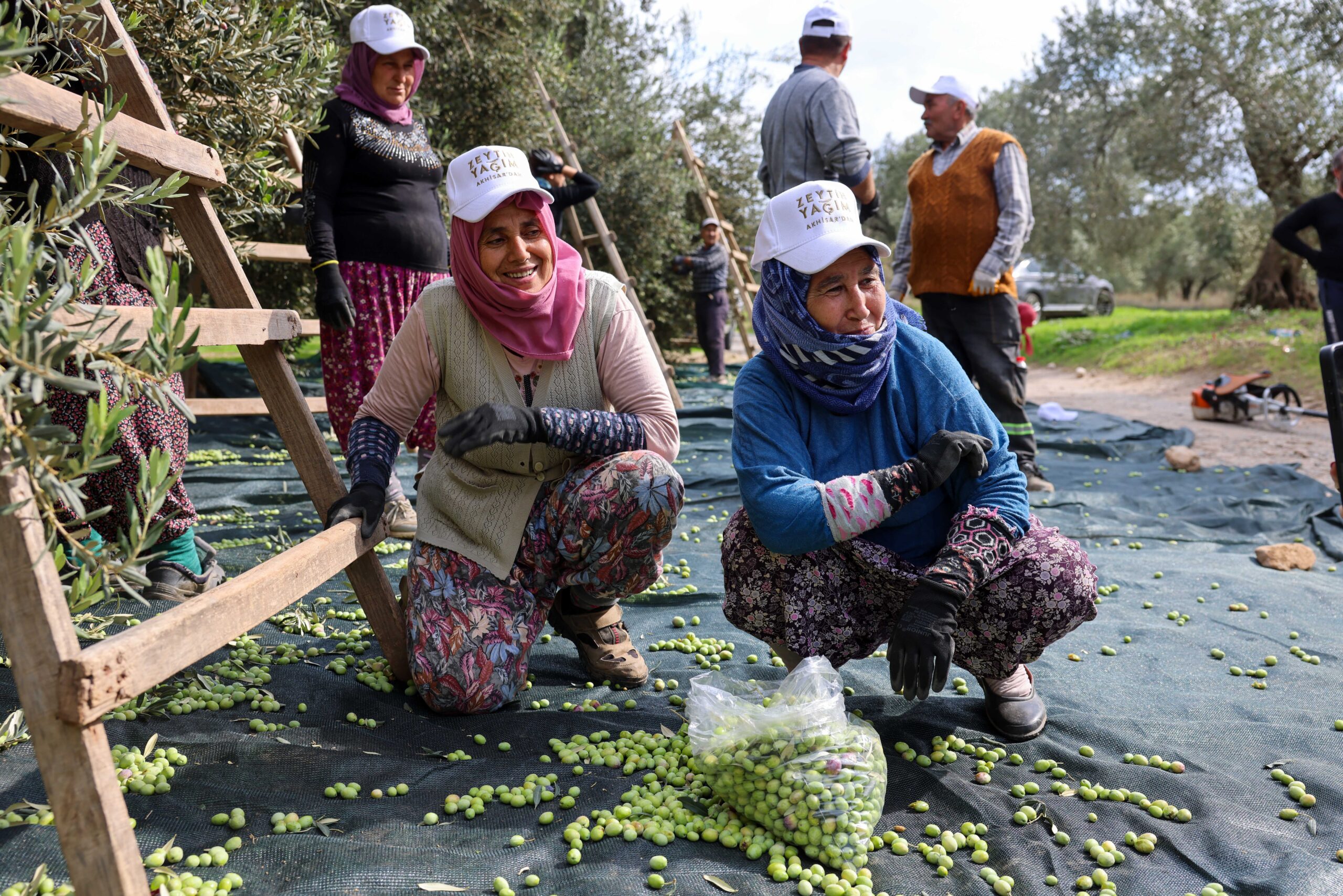 Türkiye’nin sofralık zeytin başkenti Akhisar’da hasat sezonu başladı. Akhisar Ticaret