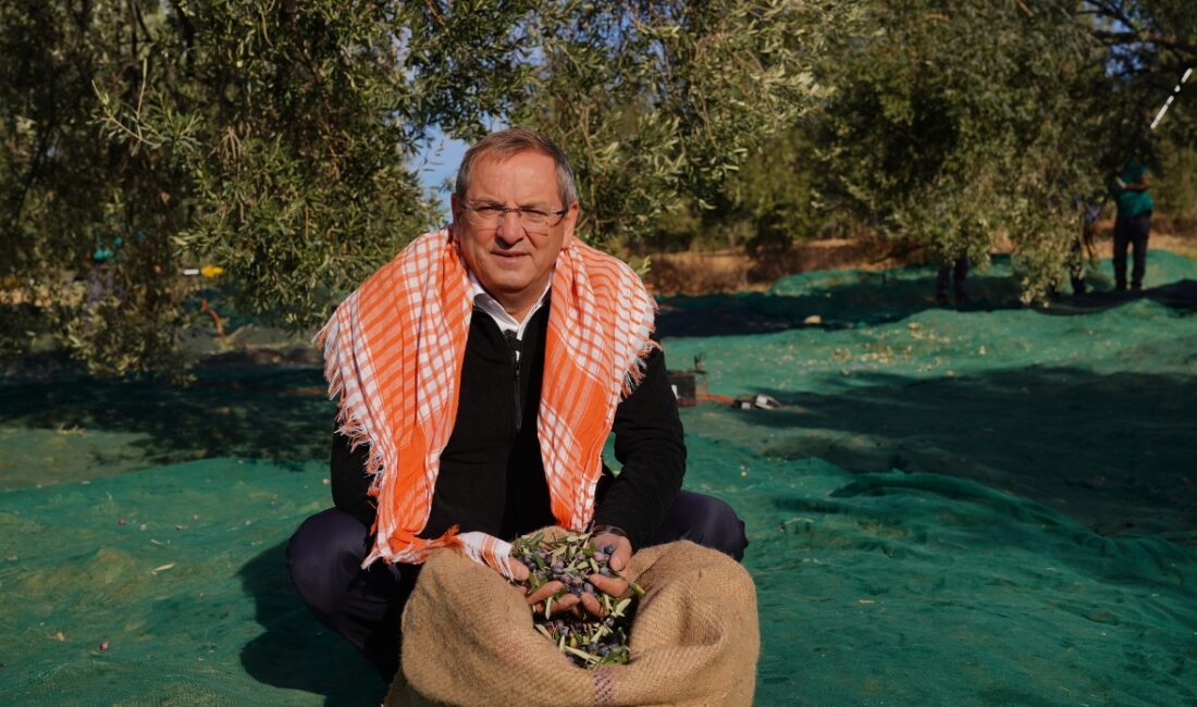 Ayvalık Belediye Başkanı Mesut Ergin, 26 Kasım Dünya Zeytin Ağacı