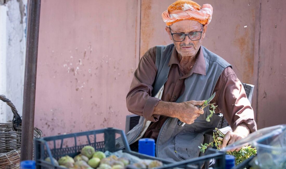 İzmir Büyükşehir Belediyesi, Beydağlı incir üreticilerine kalite kaybını önleyecek bin