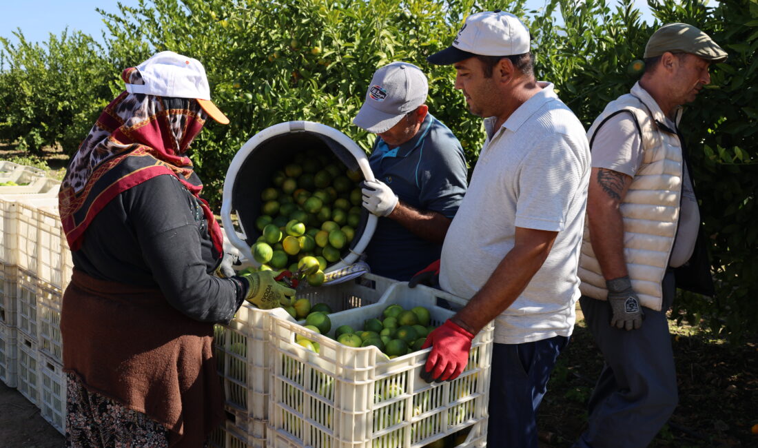 Türkiye’nin mandalina ihracatı ekim ayında yüzde 144 artarak 113,3 milyon