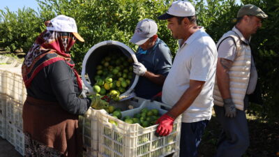Türkiye’nin mandalina ihracatı ekim ayında yüzde 144 artarak 113,3 milyon