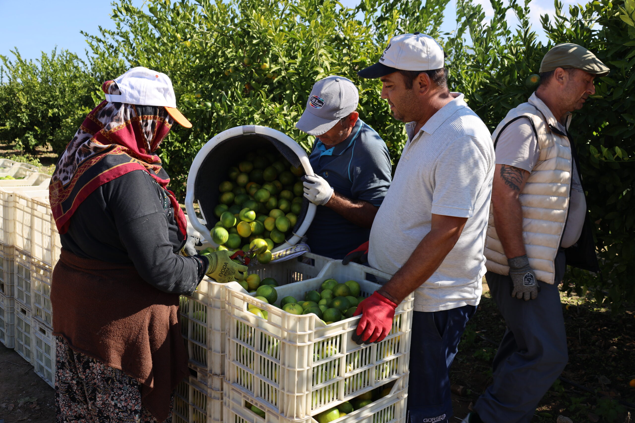 Türkiye’nin mandalina ihracatı ekim ayında yüzde 144 artarak 113,3 milyon