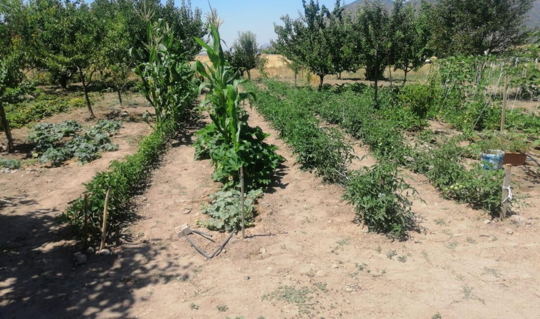 Efes Tarlası Yaşam Köyü’nde üretilen yerel tohumlar, Türkiye’nin farklı şehirlerinde