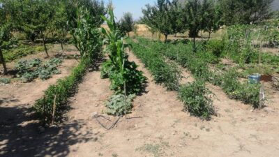 Efes Tarlası Yaşam Köyü’nde üretilen yerel tohumlar, Türkiye’nin farklı şehirlerinde
