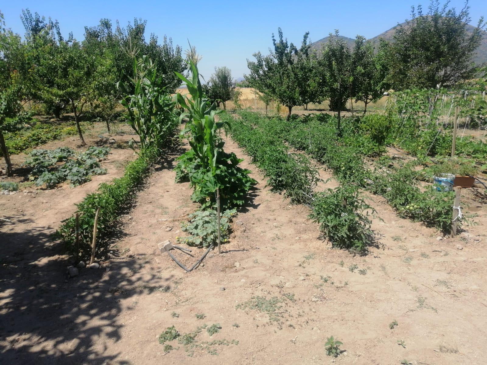 Efes Tarlası Yaşam Köyü’nde üretilen yerel tohumlar, Türkiye’nin farklı şehirlerinde
