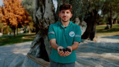 Balçova Belediyesi’nin park ve yeşil alanlardaki zeytin ağaçlarından elde ettiği