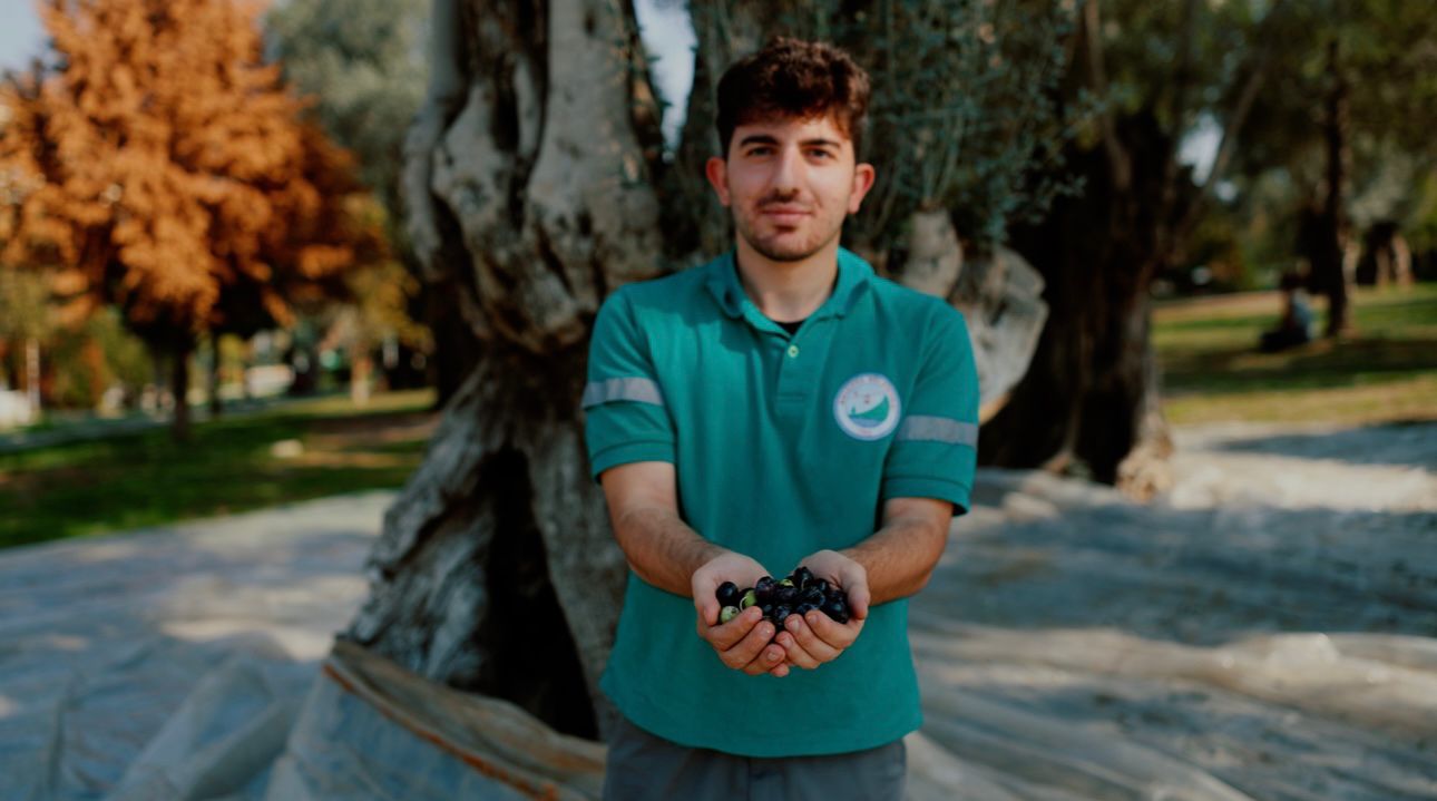 Balçova Belediyesi’nin park ve yeşil alanlardaki zeytin ağaçlarından elde ettiği