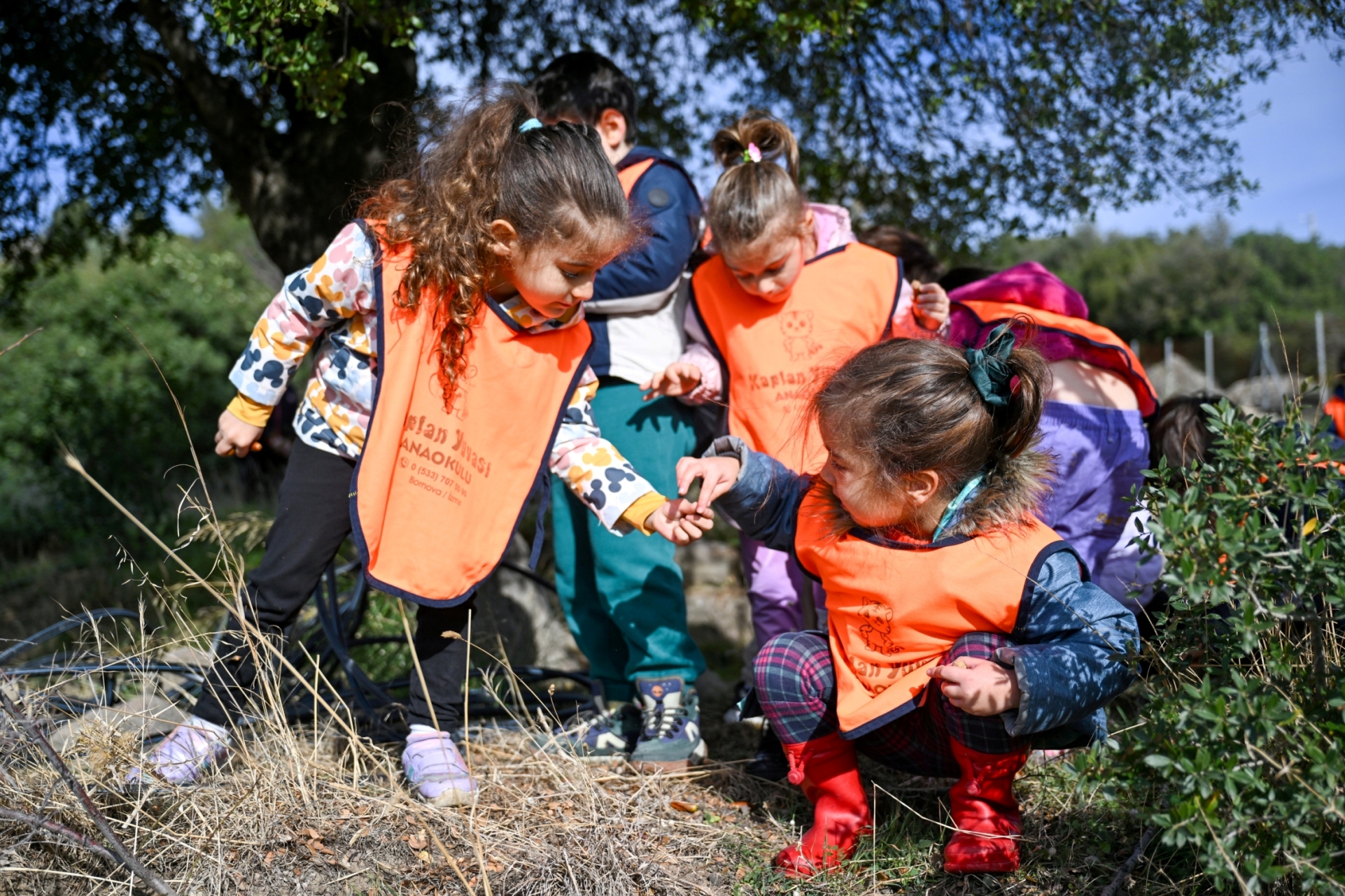 Bornova Belediyesi, 26 Kasım Dünya Zeytin Ağacı Günü’nde öğrencilerle birlikte