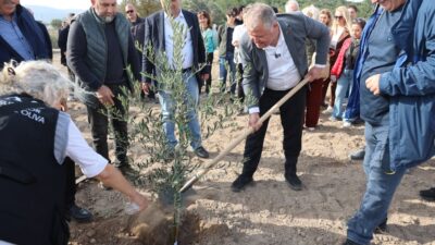 Atatürk’ün vasiyeti doğrultusunda Urla’da kurulan Zeytin Koleksiyon Bahçesi’nde ilk fidanlar