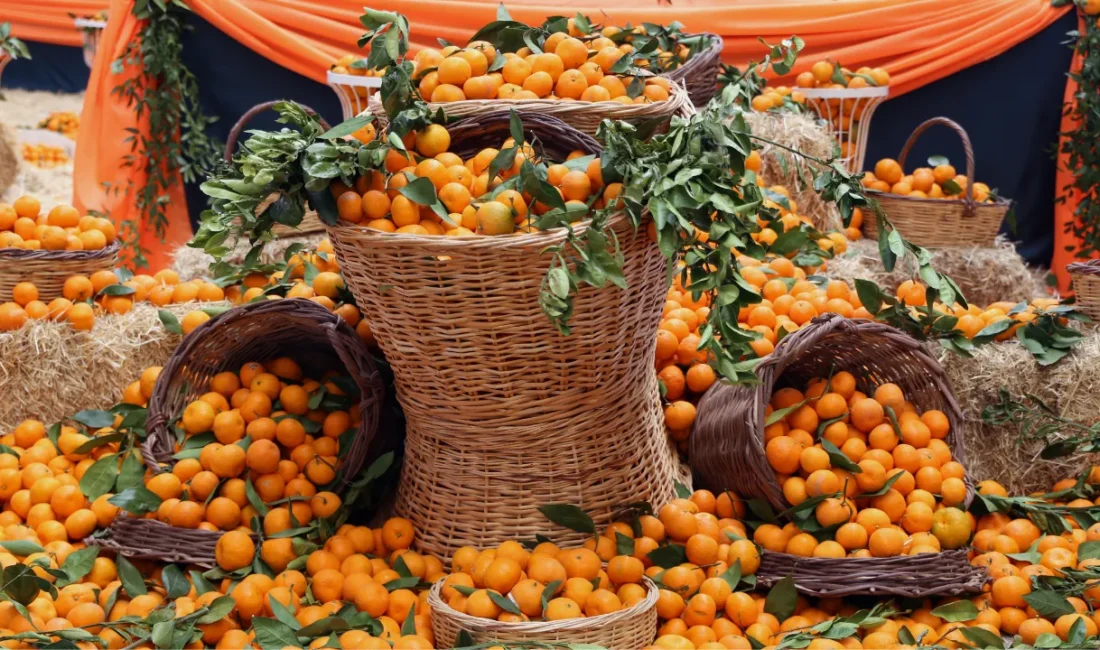 Menderes Belediyesi’nin geleneksel Gümüldür Özdere Mandalina Festivali 14-16 Kasım’da gerçekleşecek.