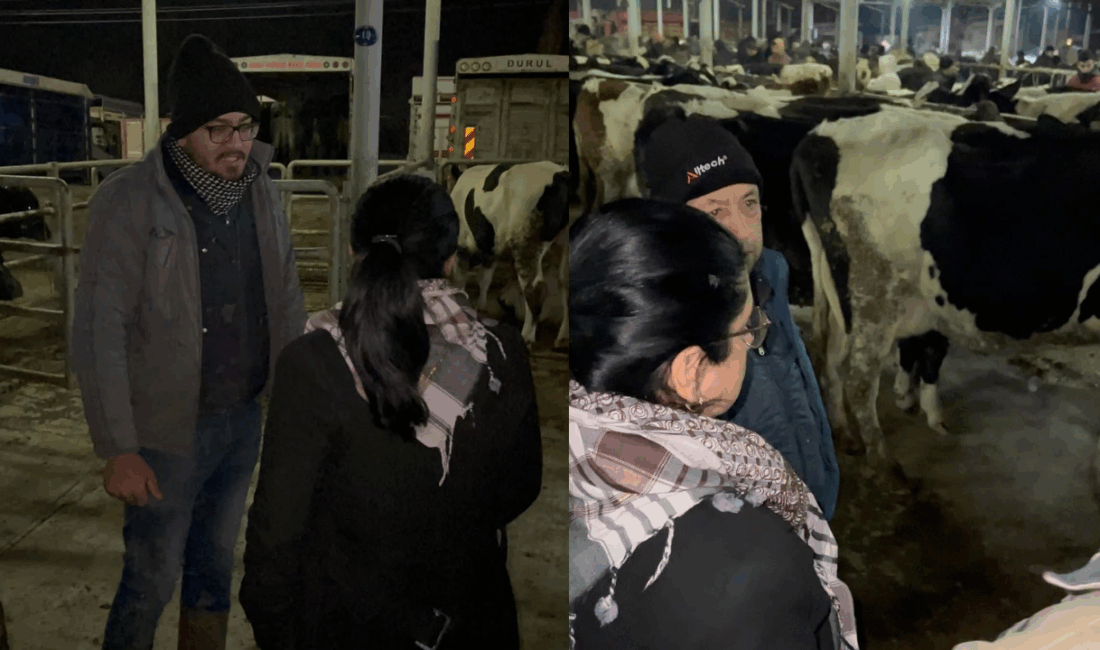 Küçük Menderes Havzası’nda şap hastalığı nedeniyle hayvan hareketleri durdu. Üretici