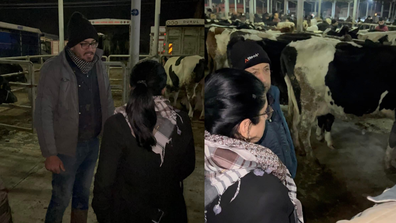 Küçük Menderes Havzası’nda şap hastalığı nedeniyle hayvan hareketleri durdu. Üretici