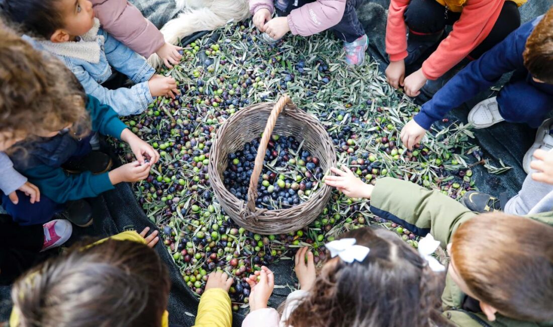 Masal Evi öğrencileri, Seferihisar zeytinliklerinde topladıkları zeytinleri zeytinyağına dönüştürdü; ihtiyaç