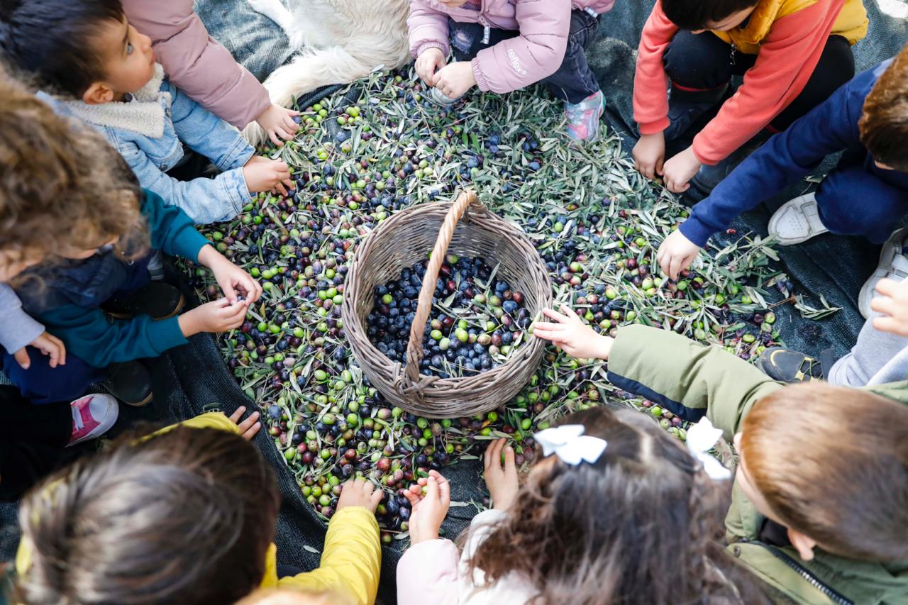 Masal Evi öğrencileri, Seferihisar zeytinliklerinde topladıkları zeytinleri zeytinyağına dönüştürdü; ihtiyaç