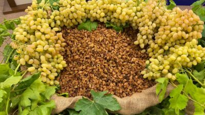 Dünya çekirdeksiz kuru üzüm üretimi 2025’te yüzde 7 azaldı. Türkiye,