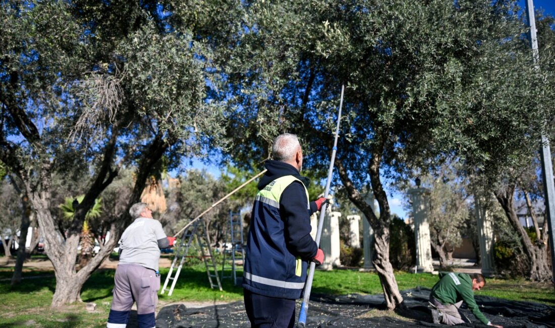 Bornova Belediyesi, 1500 zeytin ağacında hasada başlayarak elde edilen zeytinyağlarını