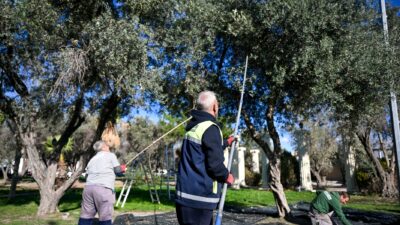 Bornova Belediyesi, 1500 zeytin ağacında hasada başlayarak elde edilen zeytinyağlarını