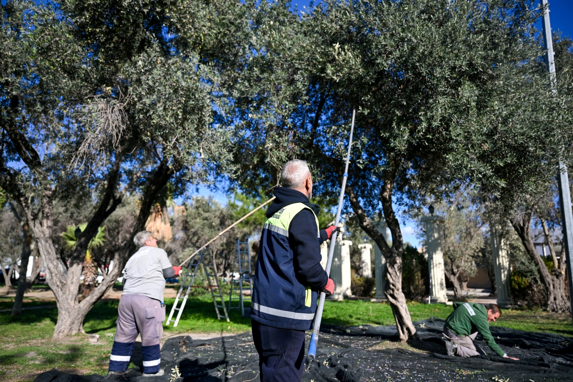 Bornova Belediyesi, 1500 zeytin ağacında hasada başlayarak elde edilen zeytinyağlarını