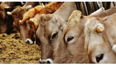 Seferihisar’daki şap vakasının ardından Urla’da iki mahallede karantina uygulanmaya başladı.