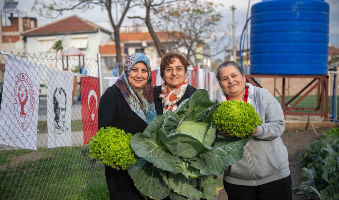 Bornova Belediyesi’nin 6 noktadaki kent bostanlarında kadınlar kışlık sebzeleri hasat