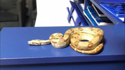 İzmir Karşıyaka’da bir kafede elinde yılanla dolaşan şahıs polis denetimine