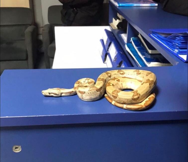 İzmir Karşıyaka’da bir kafede elinde yılanla dolaşan şahıs polis denetimine