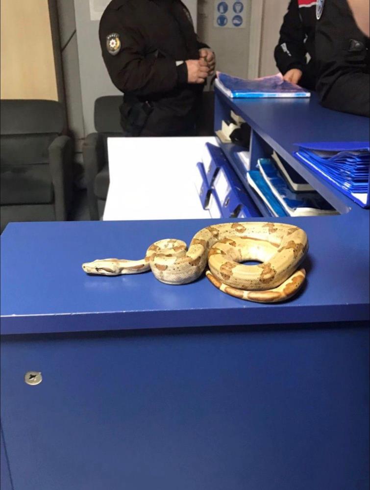 İzmir Karşıyaka’da bir kafede elinde yılanla dolaşan şahıs polis denetimine