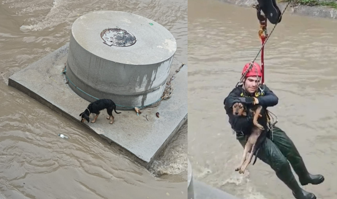 Karabağlar Aşık Veysel Mahallesi’nde dereye düşen bir köpek, İzmir Büyükşehir