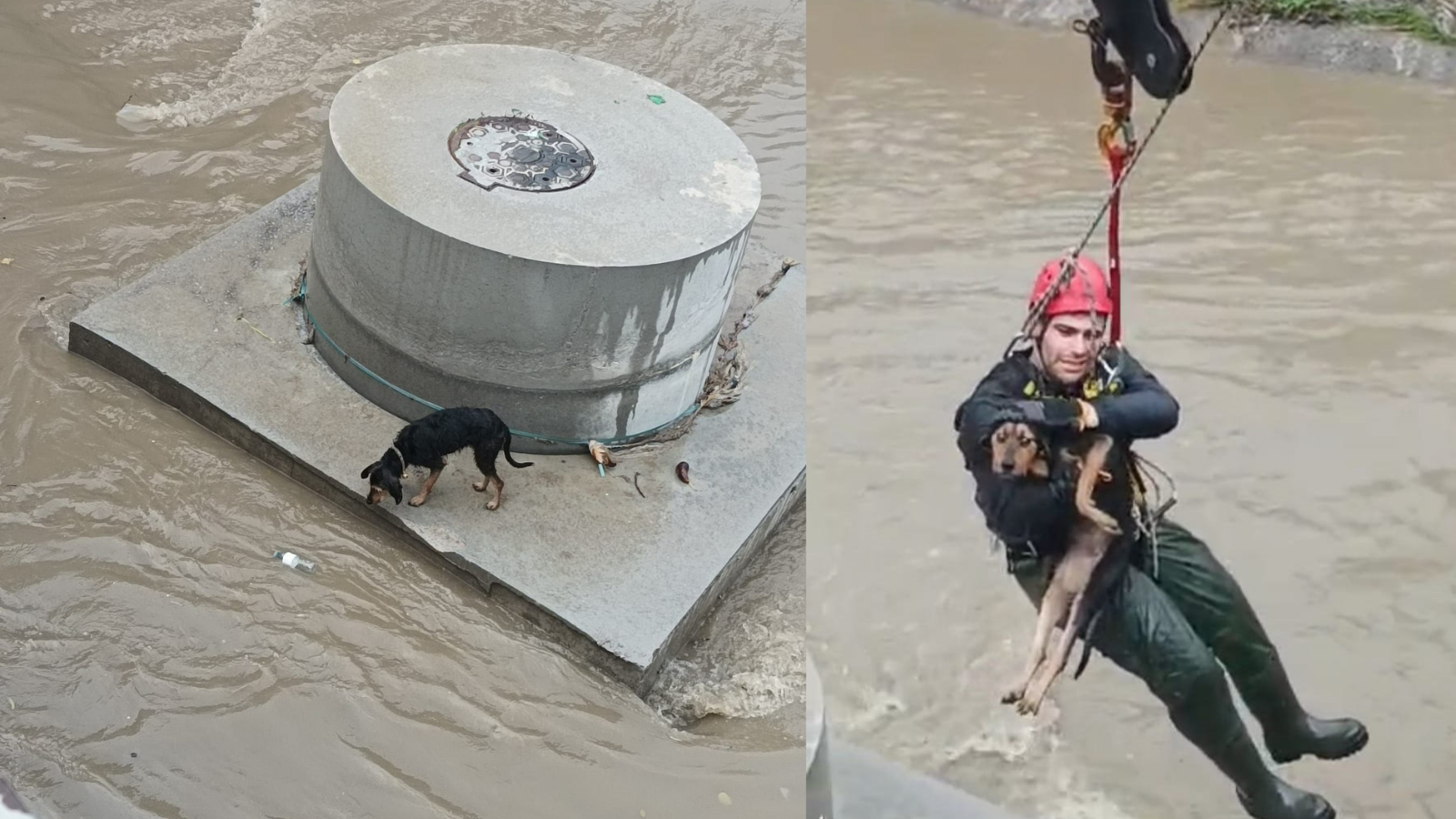 Karabağlar Aşık Veysel Mahallesi’nde dereye düşen bir köpek, İzmir Büyükşehir