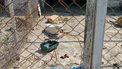 İzmir Yaşam Hakkı Savunucuları, Foça Gerenköy Hayvan Barınağı’na alınmadıklarını ve